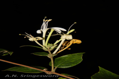 Lonicera leschenaultii